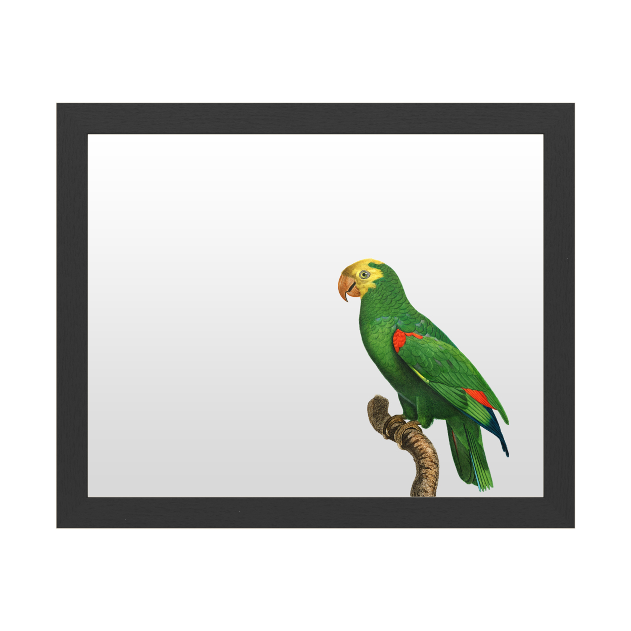 Dry Erase 16 X 20 Marker Board With Printed Artwork - Barraband Parrot Of The Tropics Iii White Board - Ready To Hang