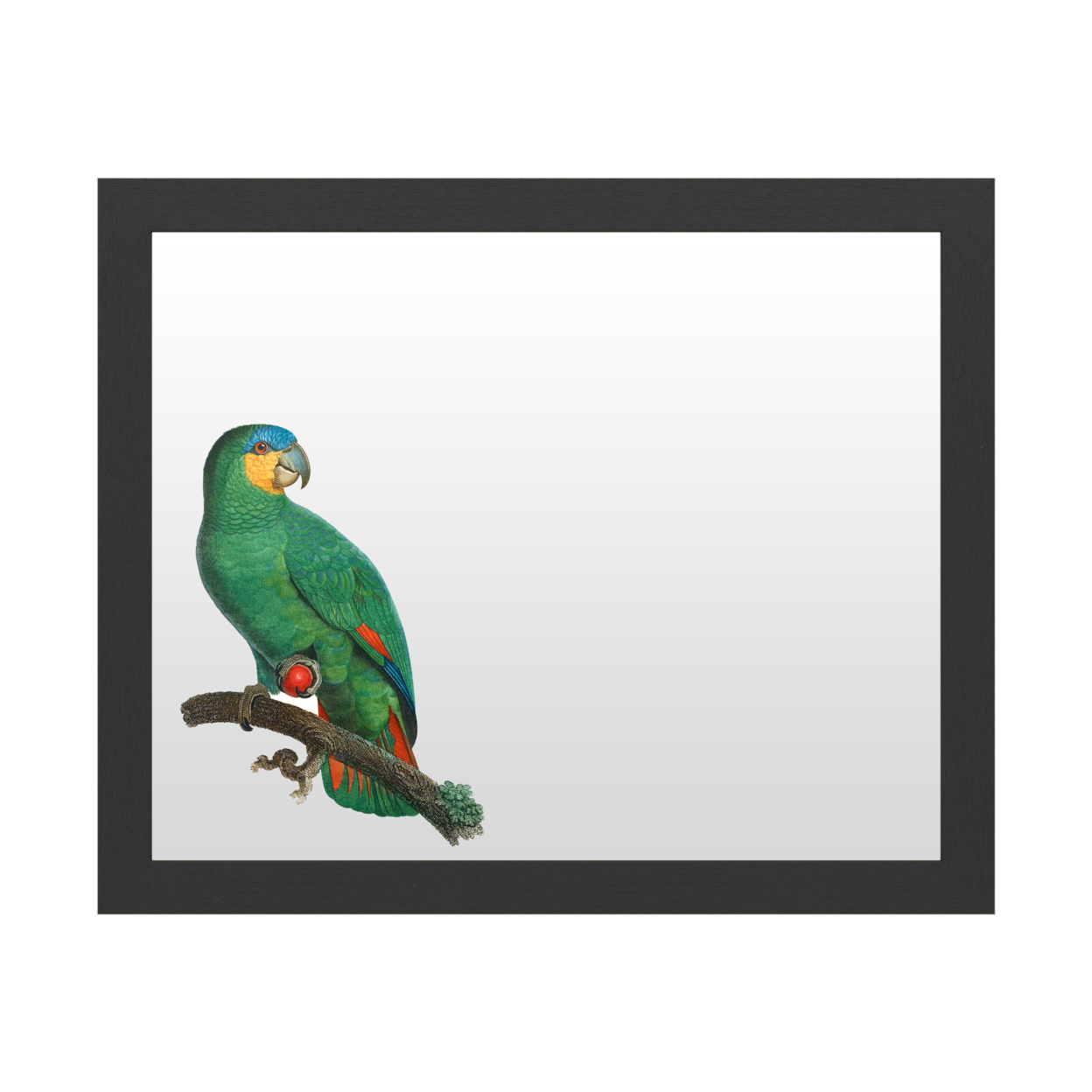 Dry Erase 16 X 20 Marker Board With Printed Artwork - Barraband Parrot Of The Tropics I White Board - Ready To Hang