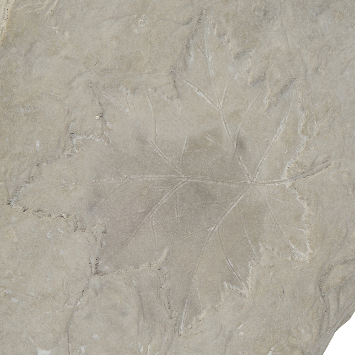 Concrete Fossil Accent Stone With Maple Leaf Imprint, White- Saltoro Sherpi