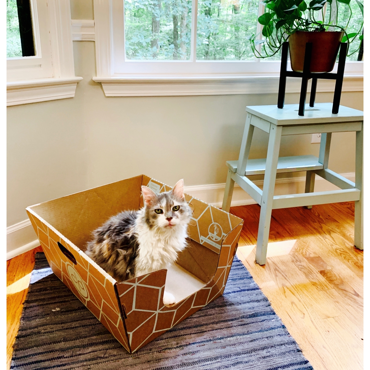 Cats Desire Litter Boxes