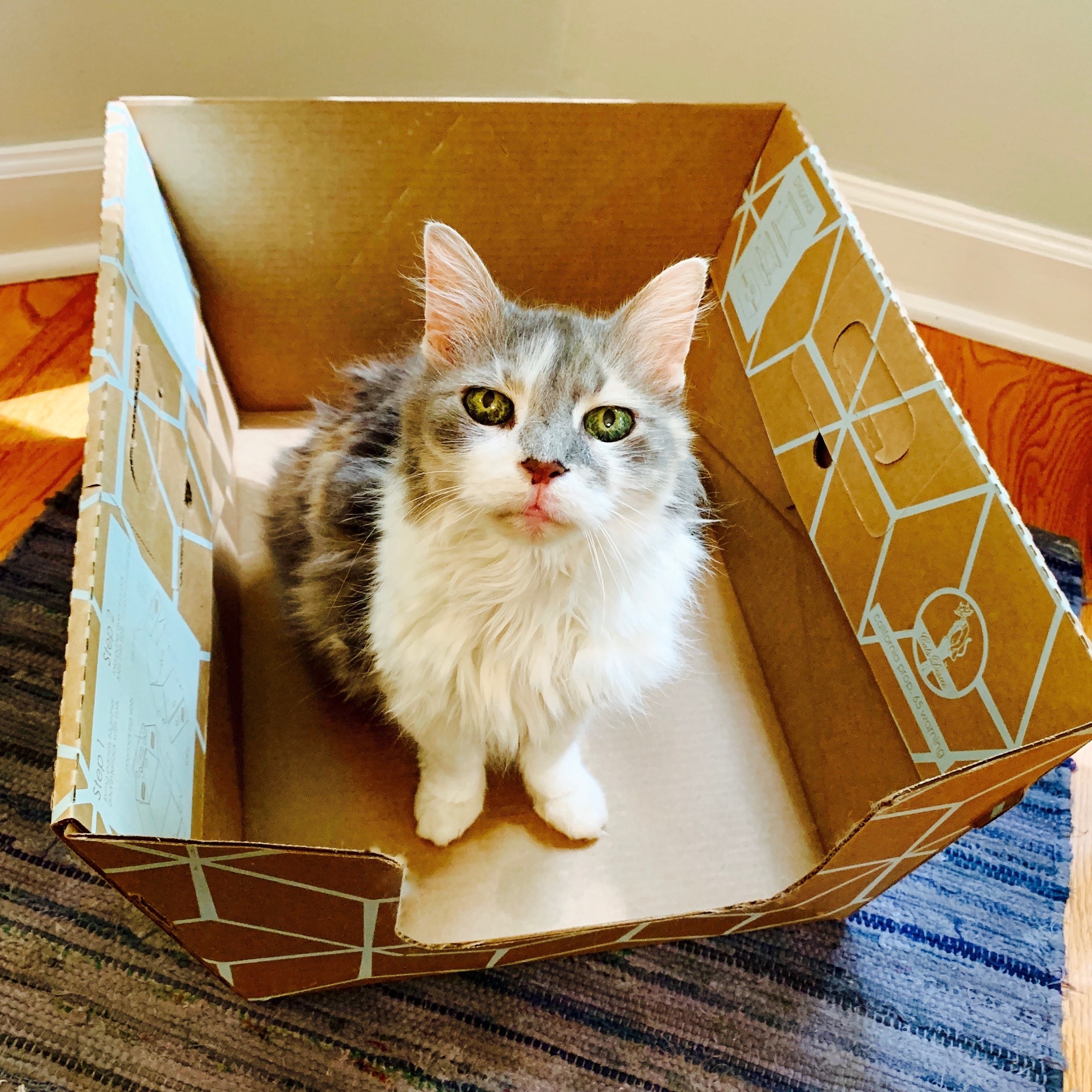 Cats Desire Disposable Litter Box Sampler