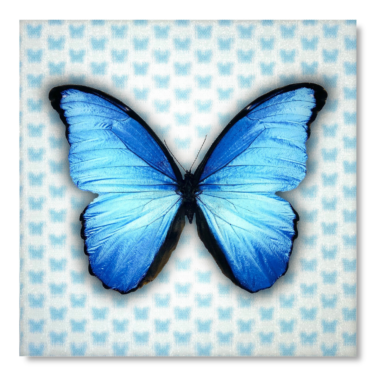 Multi-Dimensional 5D Blue Butterfly Wall Art Print On Strong Polycarbonate Panel W Vibrant Colors - Lenticular Artwork By Matashi (12x12 In)