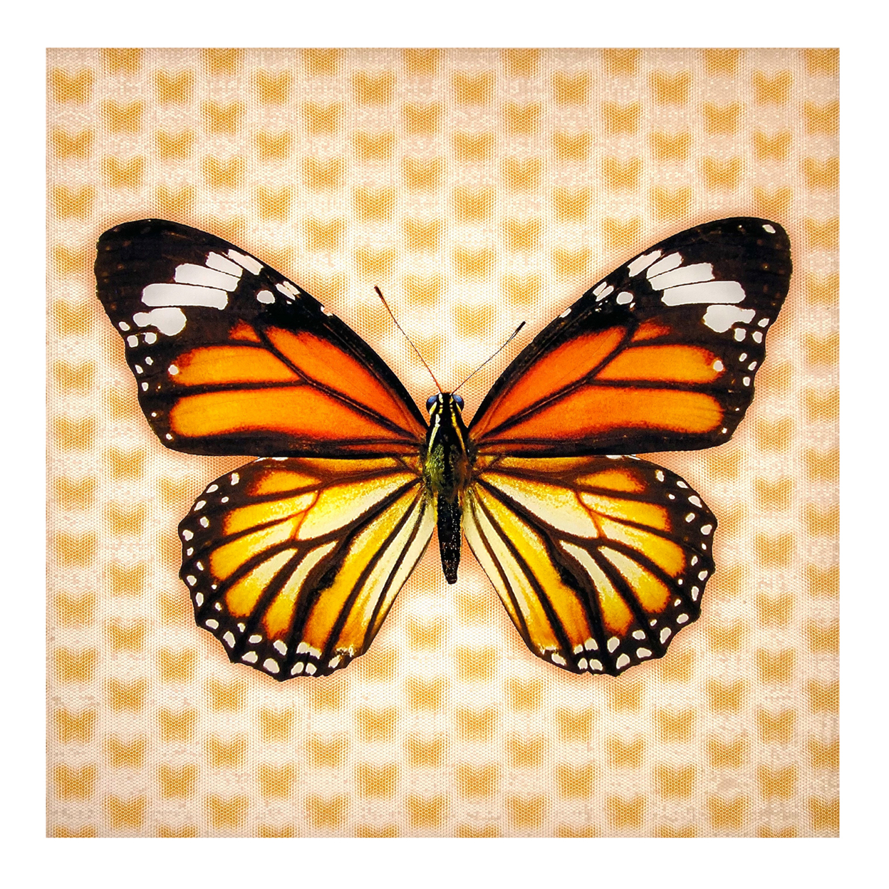 Matashi Multi-Dimensional Custom Made 5D Monrach Butterfly Wall Art Print On Strong Polycarbonate Panel With Vibrant Colors (16x16 Inch)