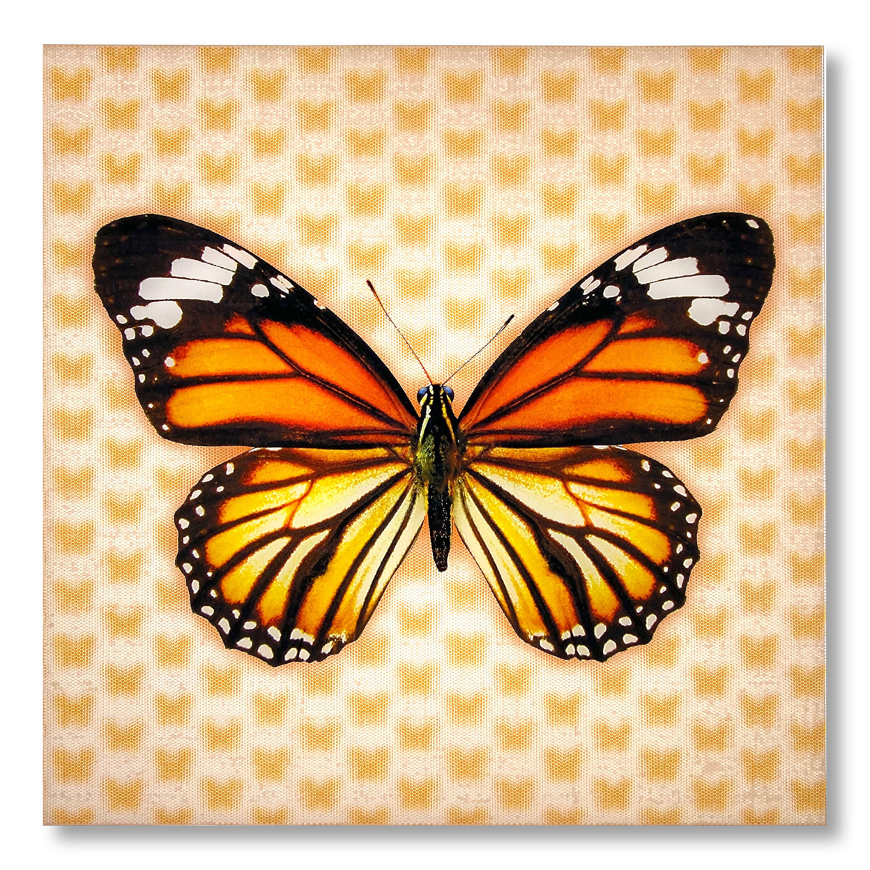 5D Multi-Dimensional Monrach Butterfly Wall Art Print On Strong Polycarbonate Panel With Vibrant Colors For Living Room By Matashi (6x6 In)