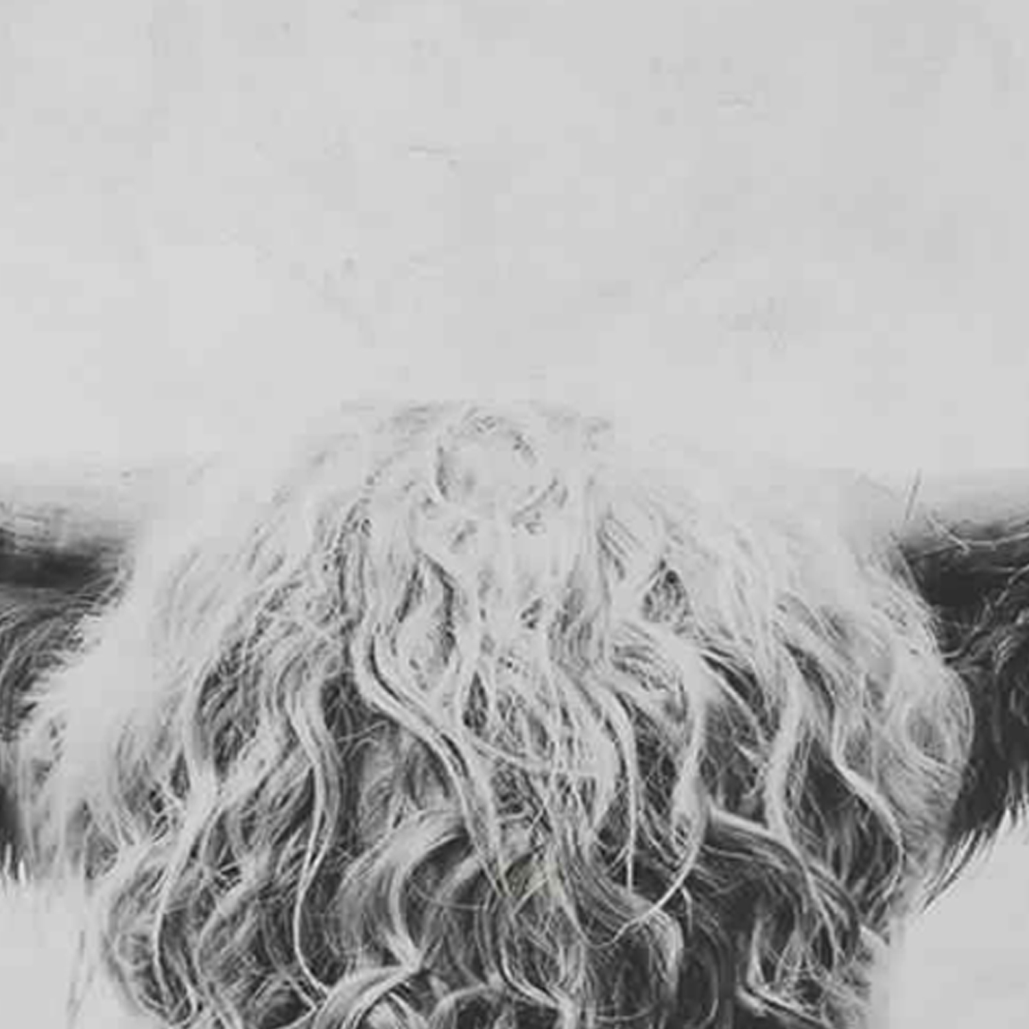 Wood And Canvas Highland Cow Wall Art, Black And White- Saltoro Sherpi