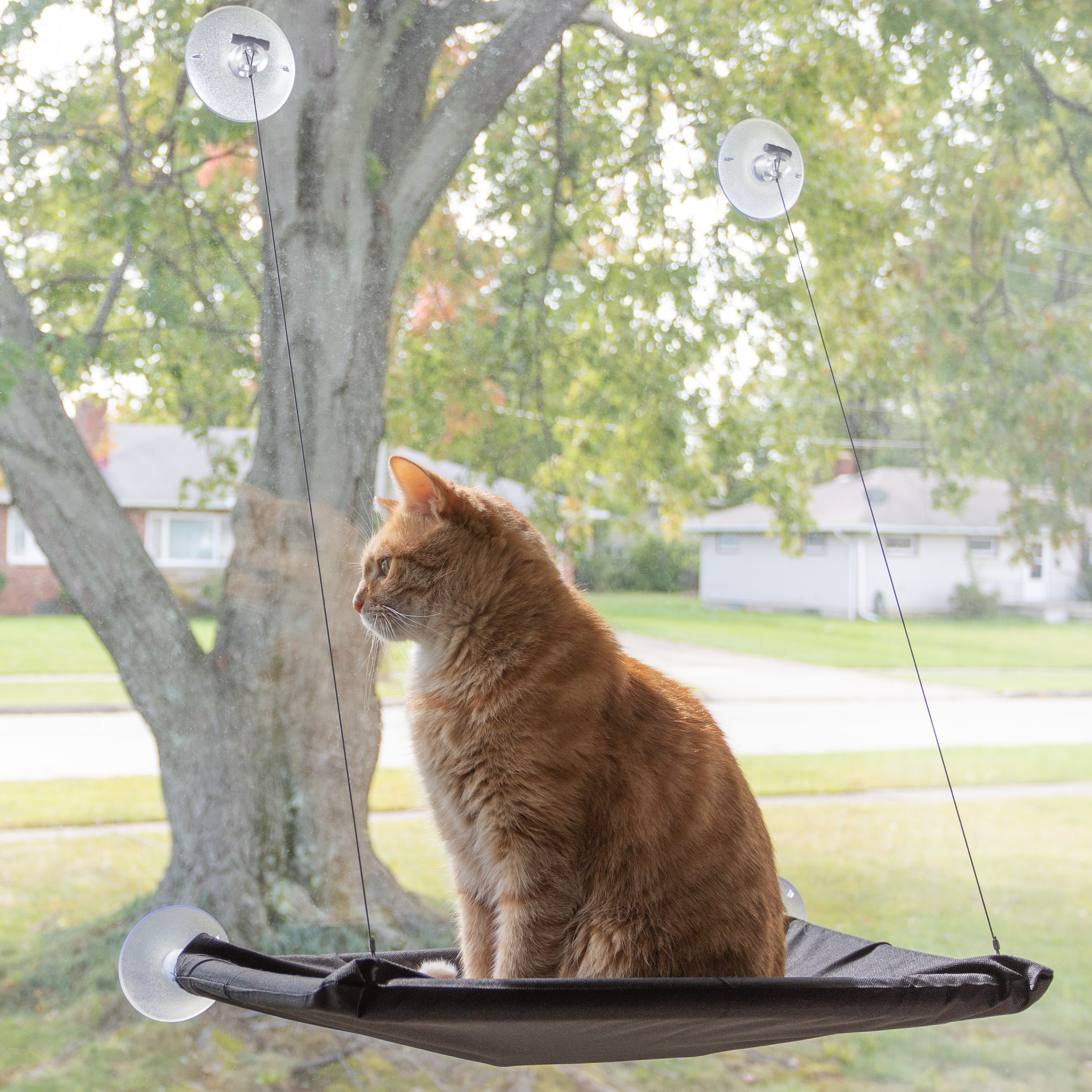 Cat Window Perch Hammock For Large Cats Machine Washable Removable Cloth